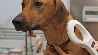 Microchipping