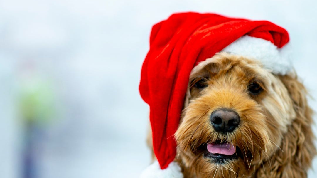 12 Days Of Christmas!