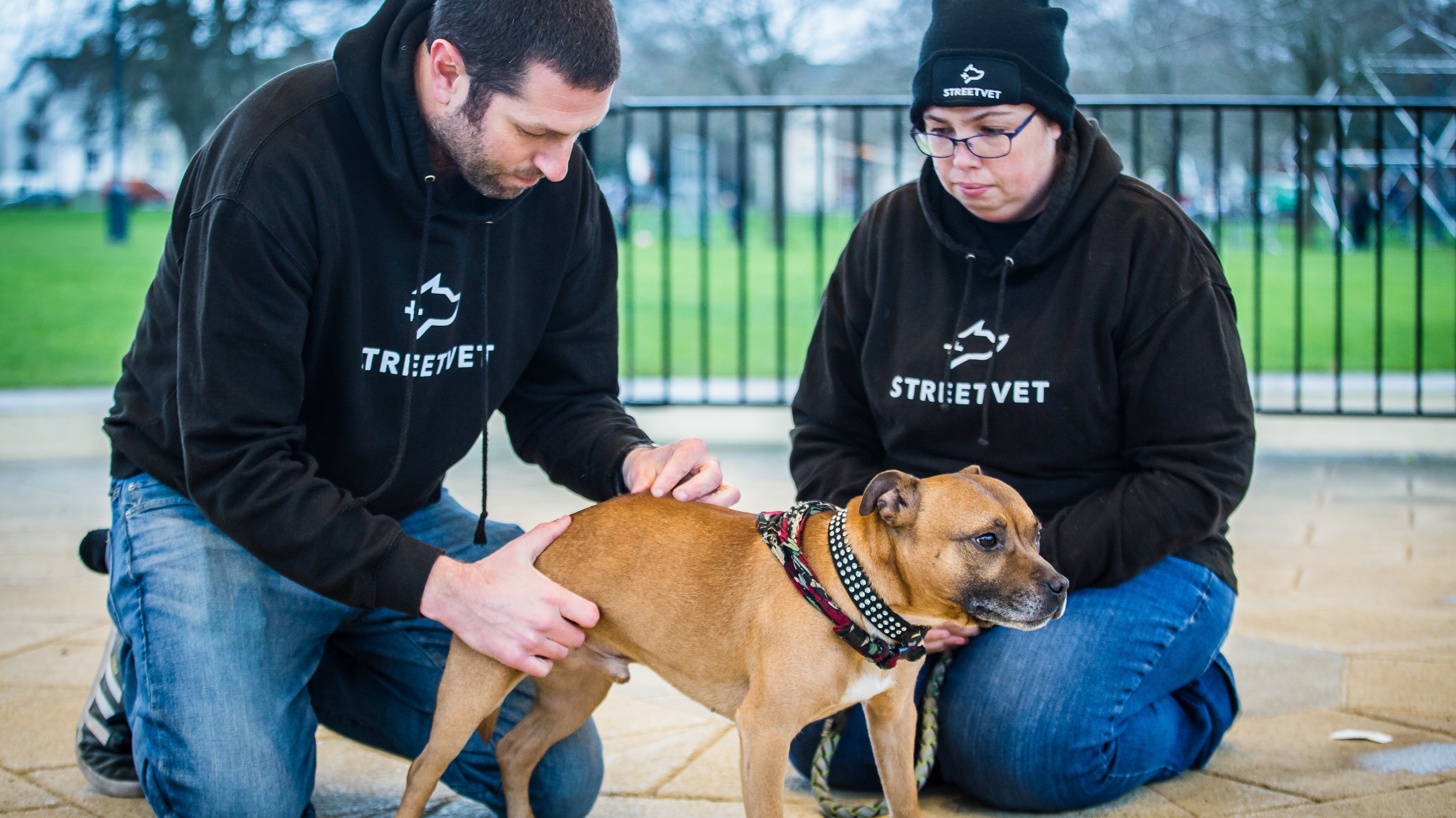 streetvet dog walking charity