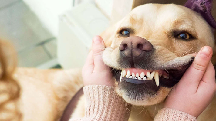 Dog Dental