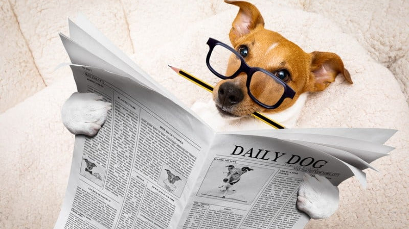 How intelligent are our dogs?