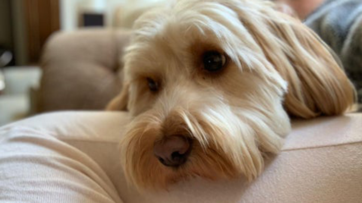 Preparing your pet for a return to work