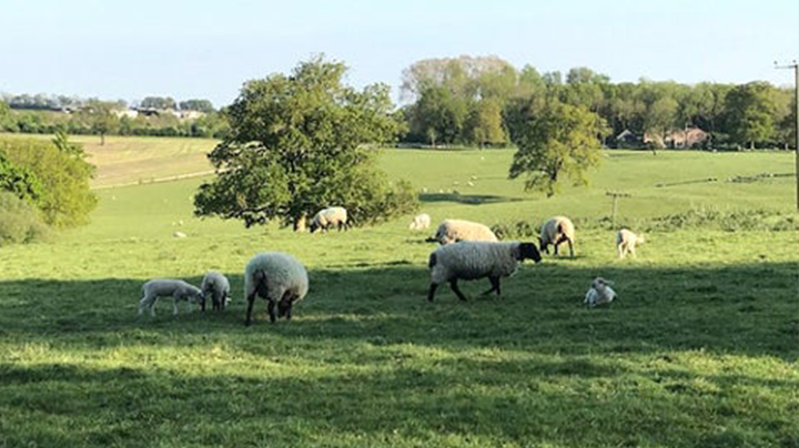 Staying Safe – simple tips for you and your dog