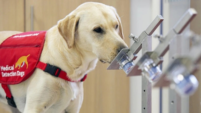 Medical Detection Dogs