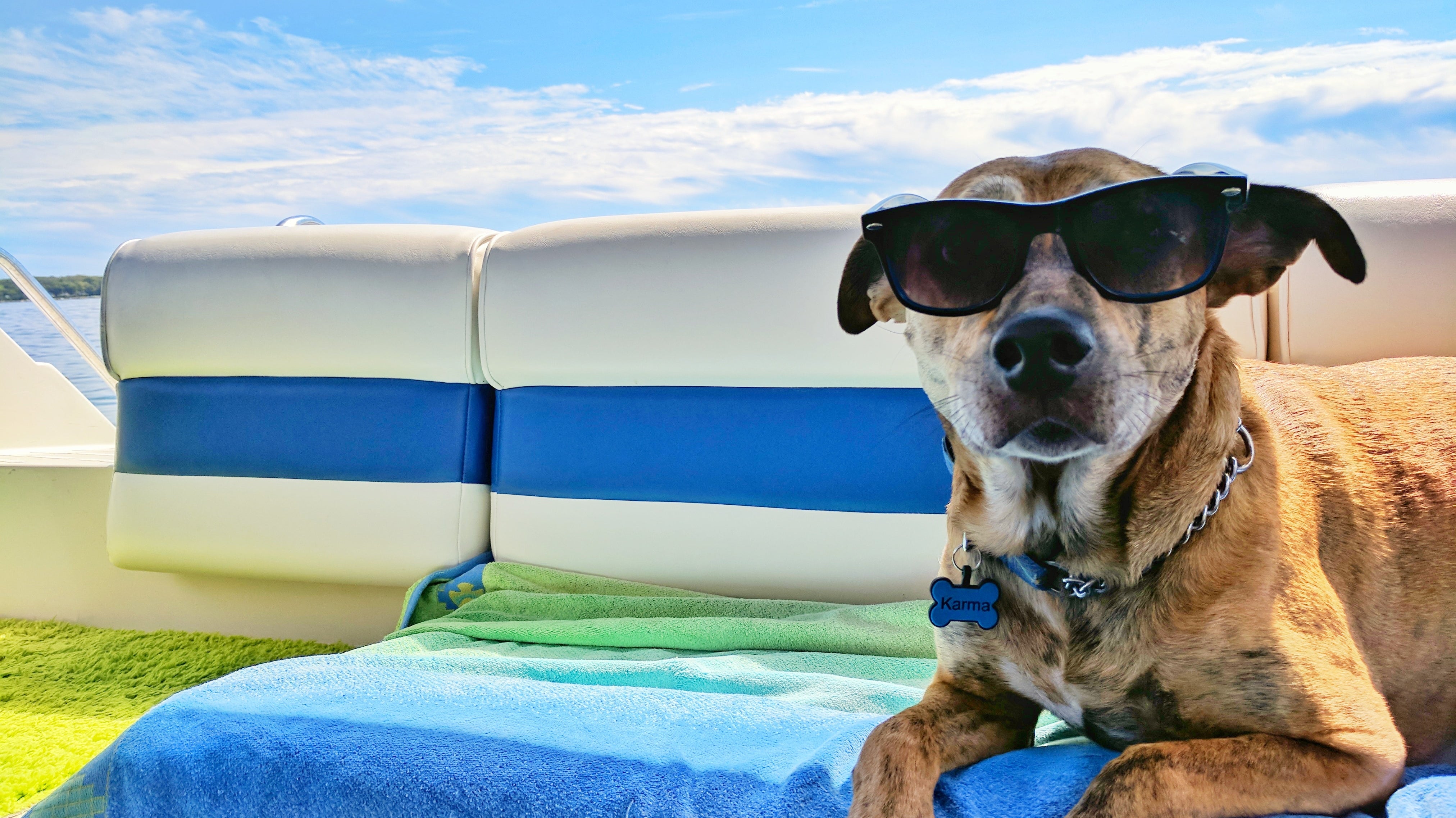 Dog travelling abroad