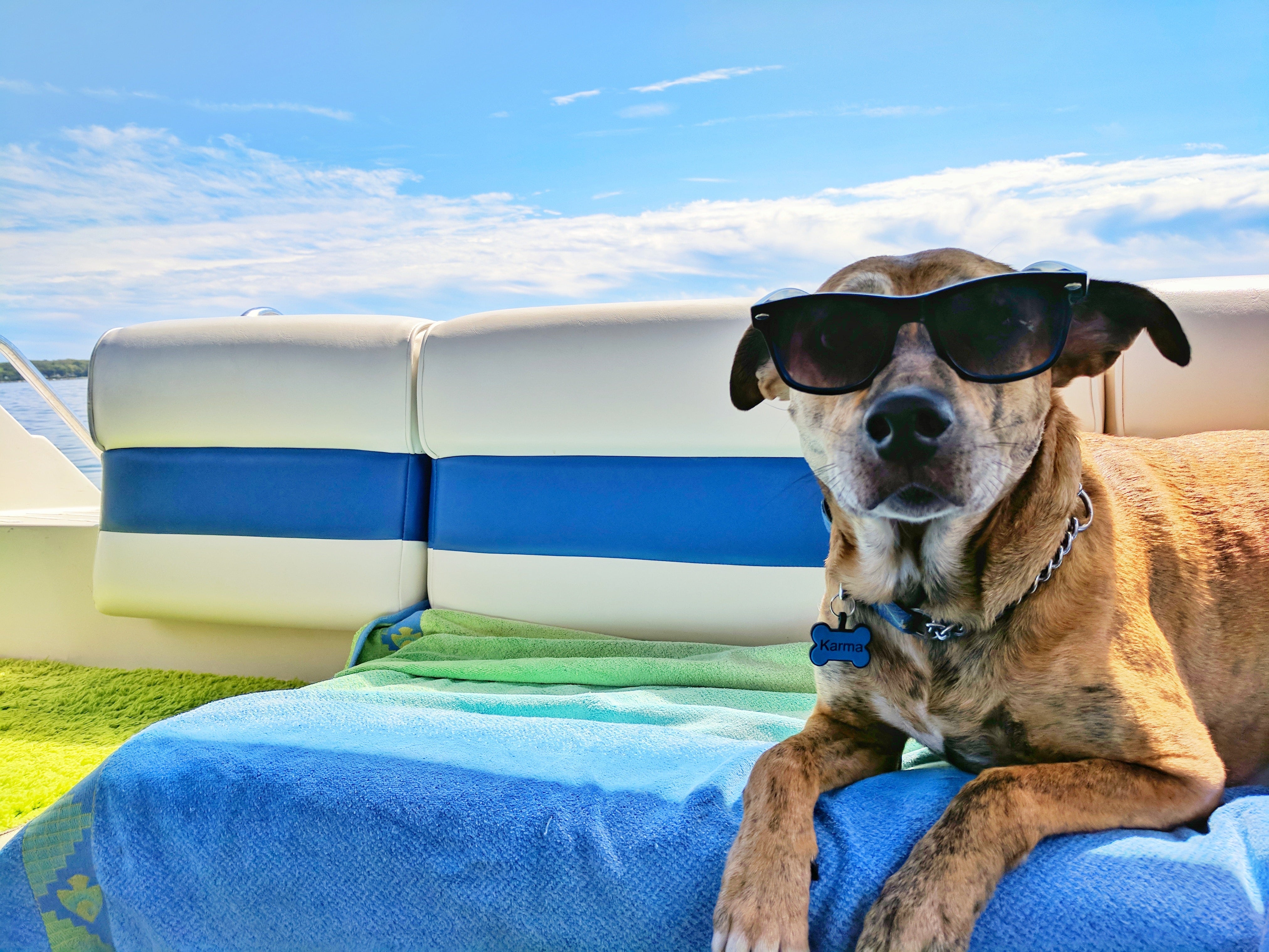 Dog travelling abroad