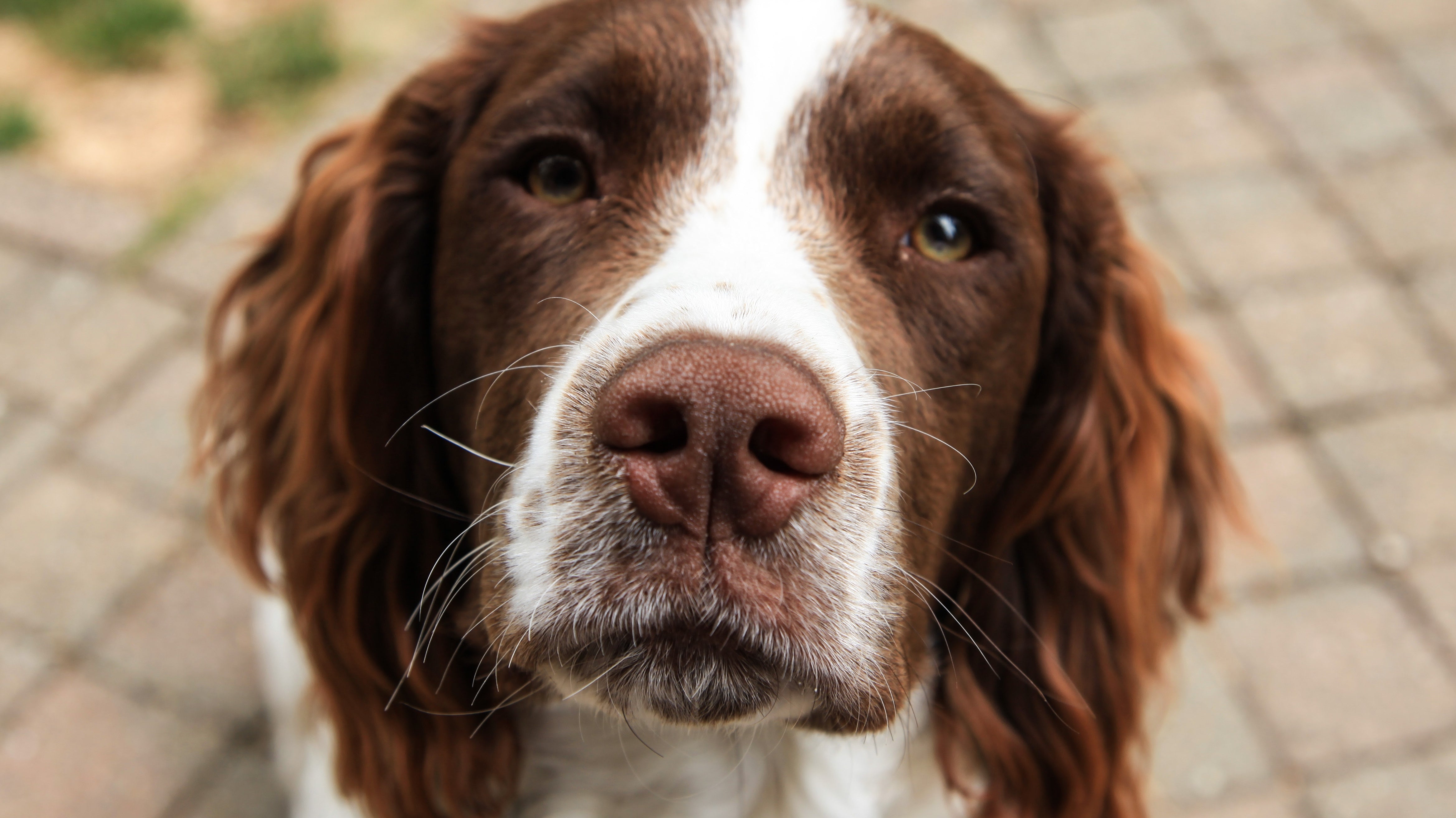 Save Our Spaniels