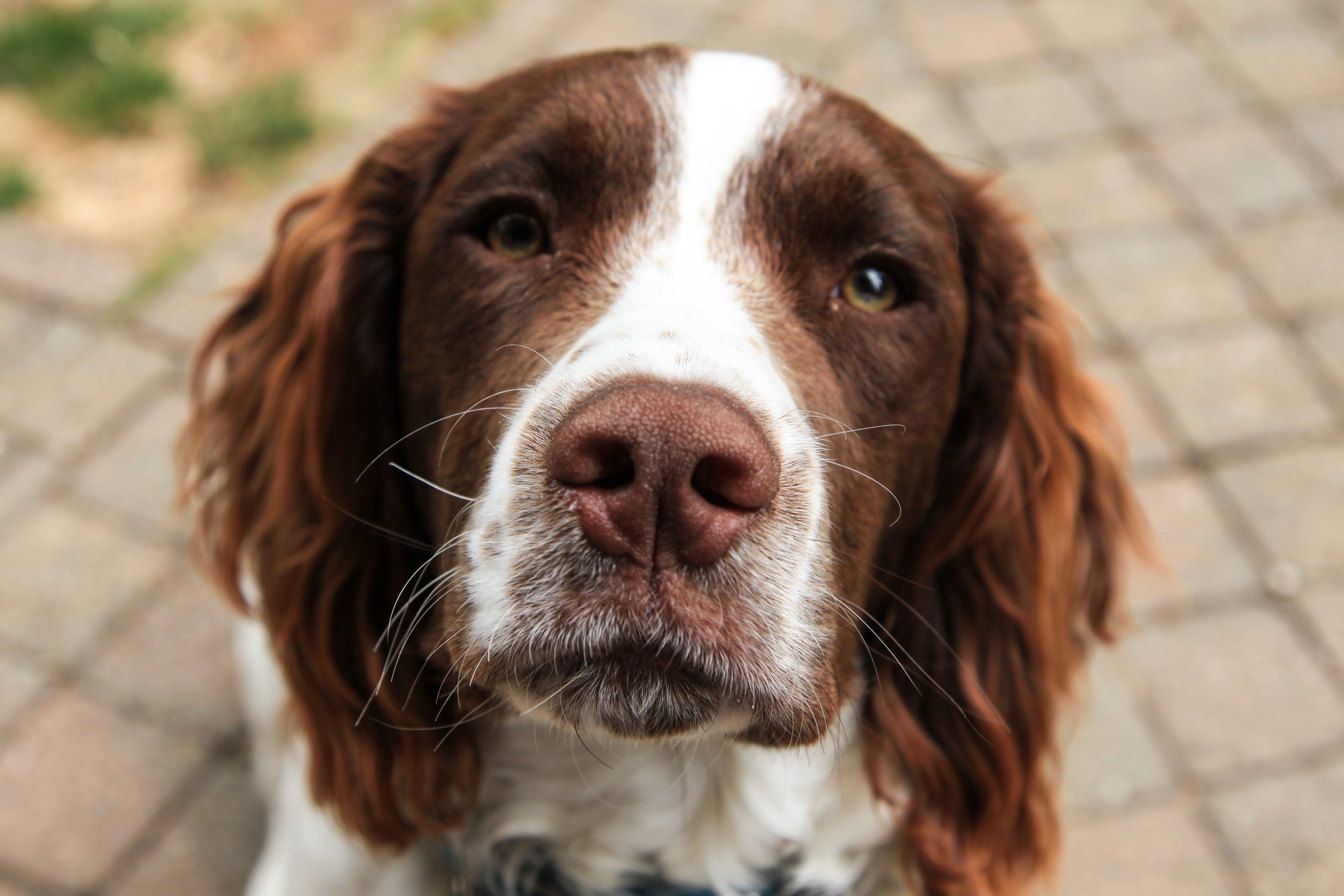 Save Our Spaniels