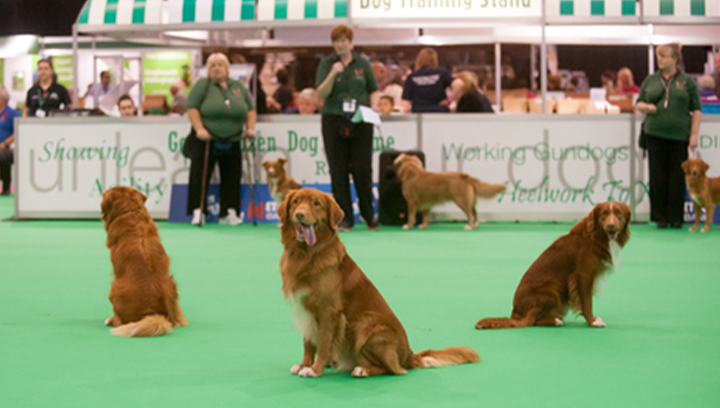 Dog Shows and Dog Fun Days