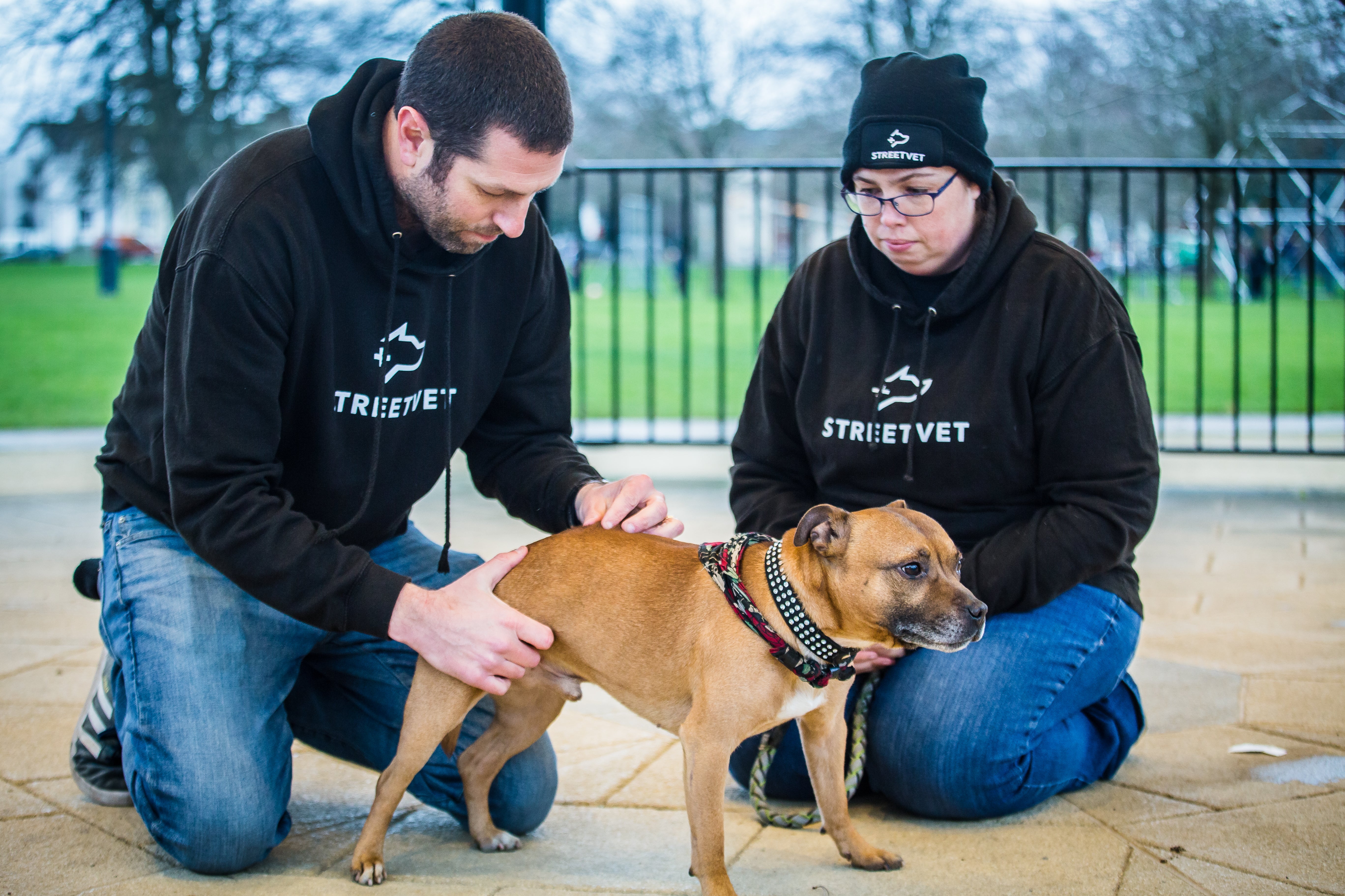 streetvet dog walking charity