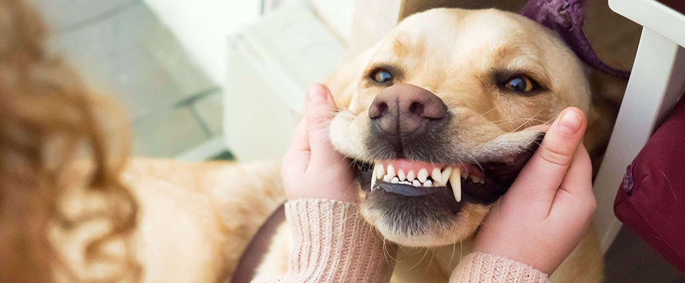 Dog Dental