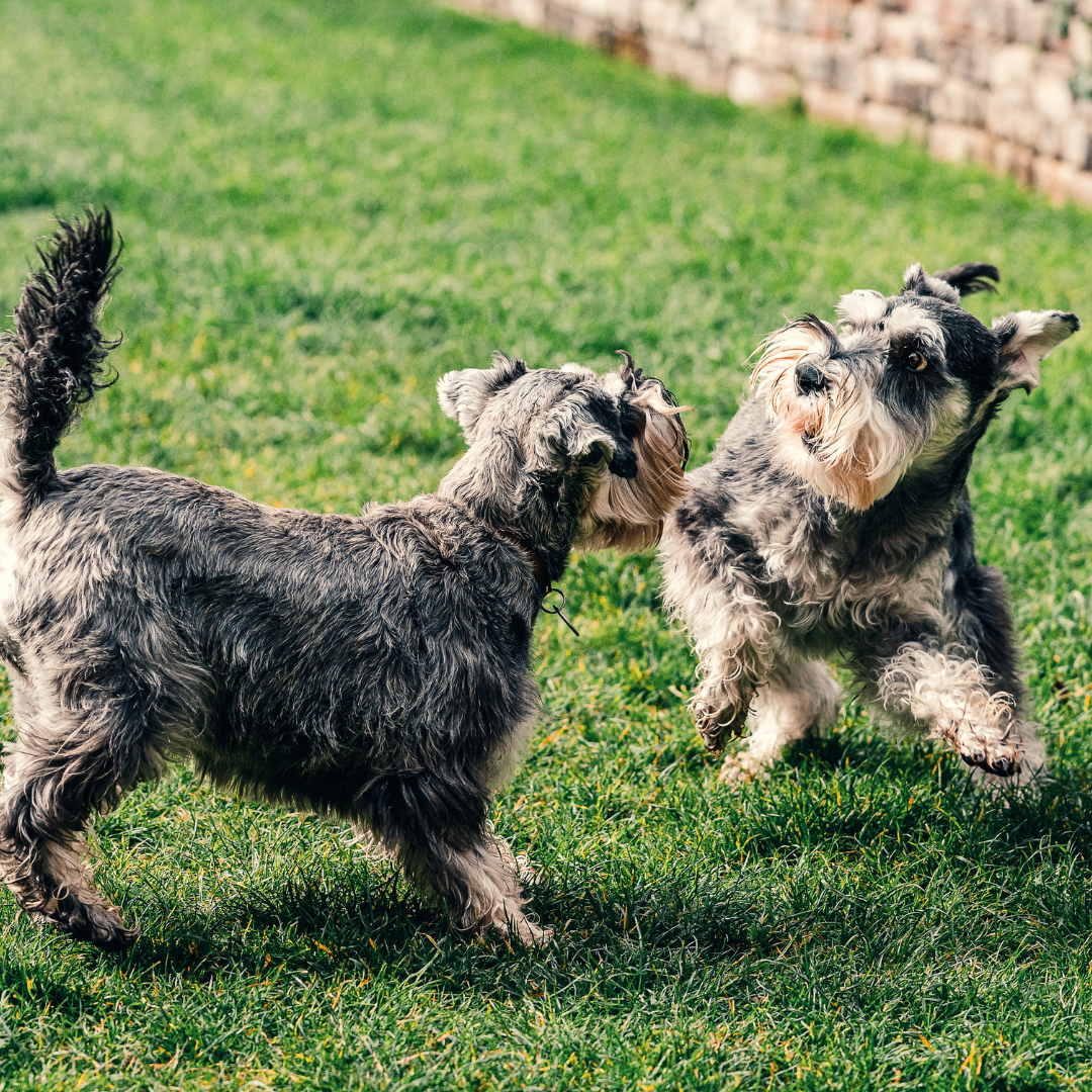 Creating a dog friendly garden!