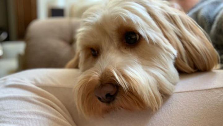 Preparing your pet for a return to work