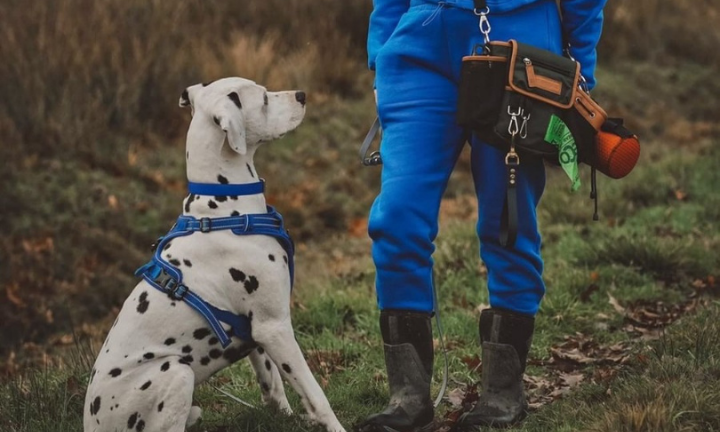 Calling all dog walkers, dog sitters and dog trainers…now is the time to say a big THANK YOU