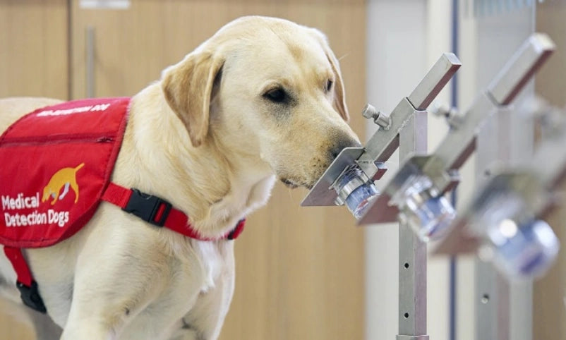 Medical Detection Dogs